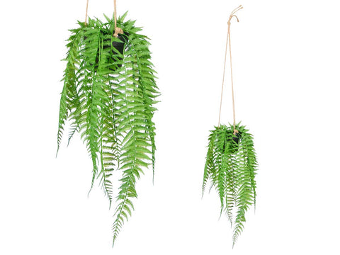 Planta Helecho de Colgar Mediana