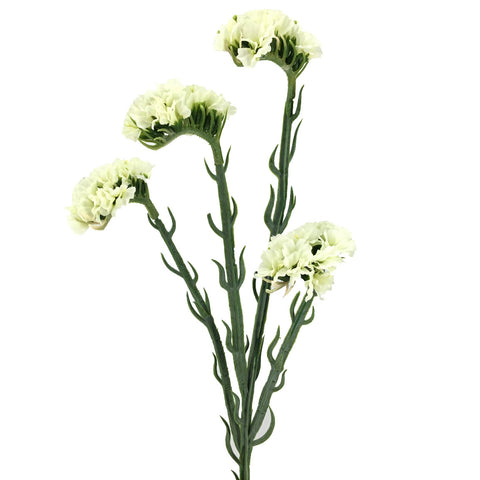 Branca Statis Blanca 