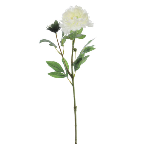 Rama Peonia Crema