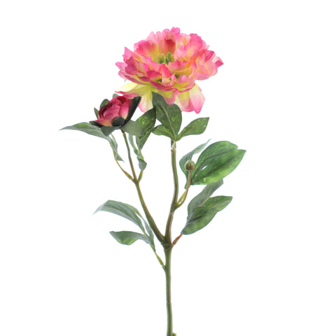 Rama Peonia Fucsia