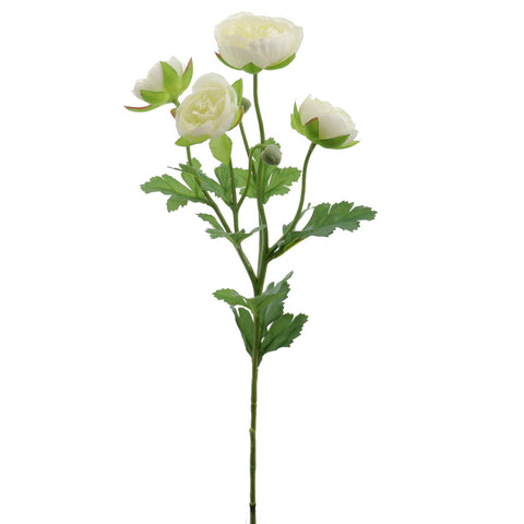 Rama Ranunculus 62cm