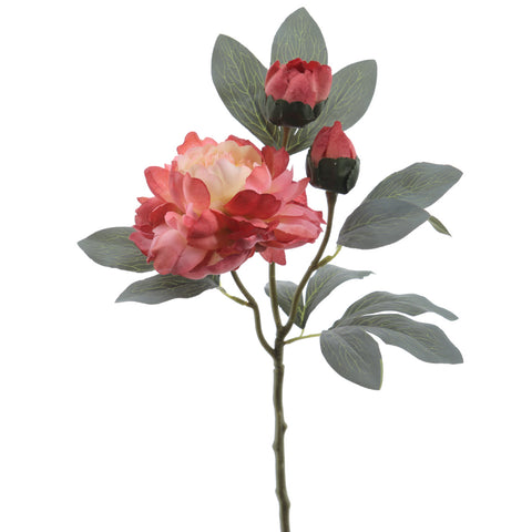 Rama Peonia Siena 64cm