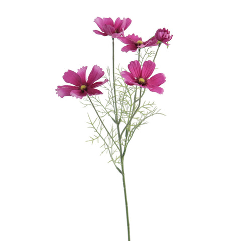 Rama Cosmos Lila