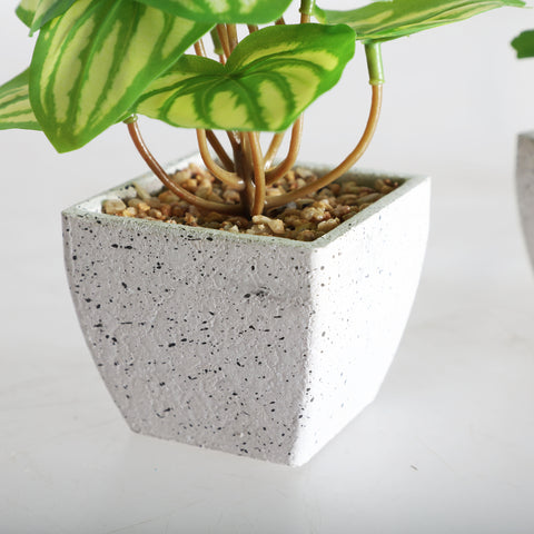 Planta Decorativa Blanca 12x12x14cm
