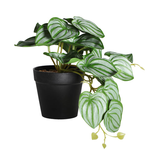 Planta