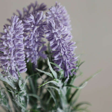 Planta Lavanda 7x7x22cm