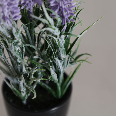 Planta Lavanda 7x7x22cm