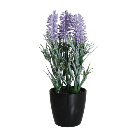 Planta Lavanda 7x7x22cm