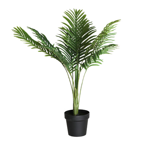 Planta Palmera de Madagascar