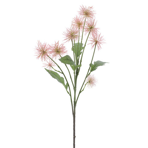 Rama Xanthium Rosa
