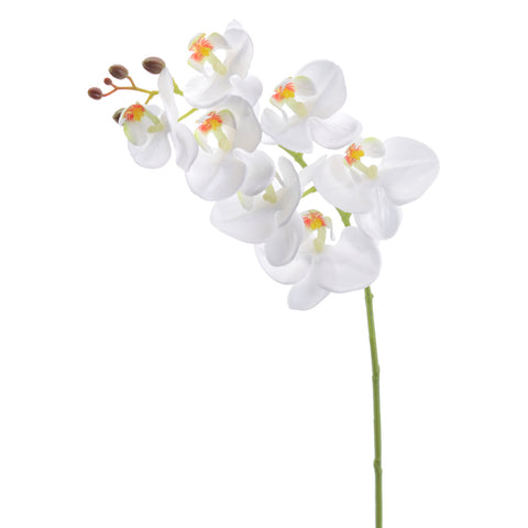 Rama Phalenopsis Blanca