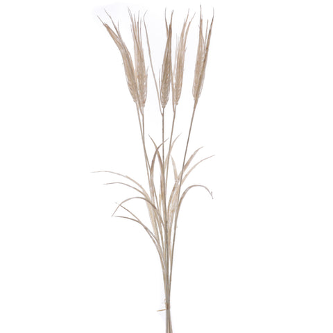 Rama Triticum (Trigo)