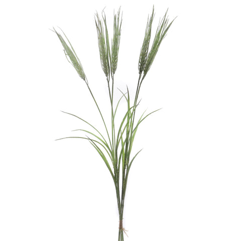 Rama Triticum (Trigo)