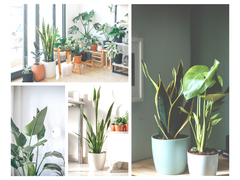 Plantas
