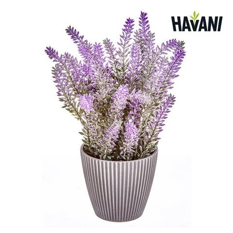 Planta Lavanda Maceta Deco 25,5cm