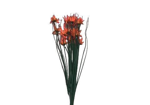 Flor Peypa Taronja