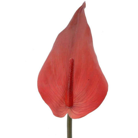 ANTHURIUM 69 CM